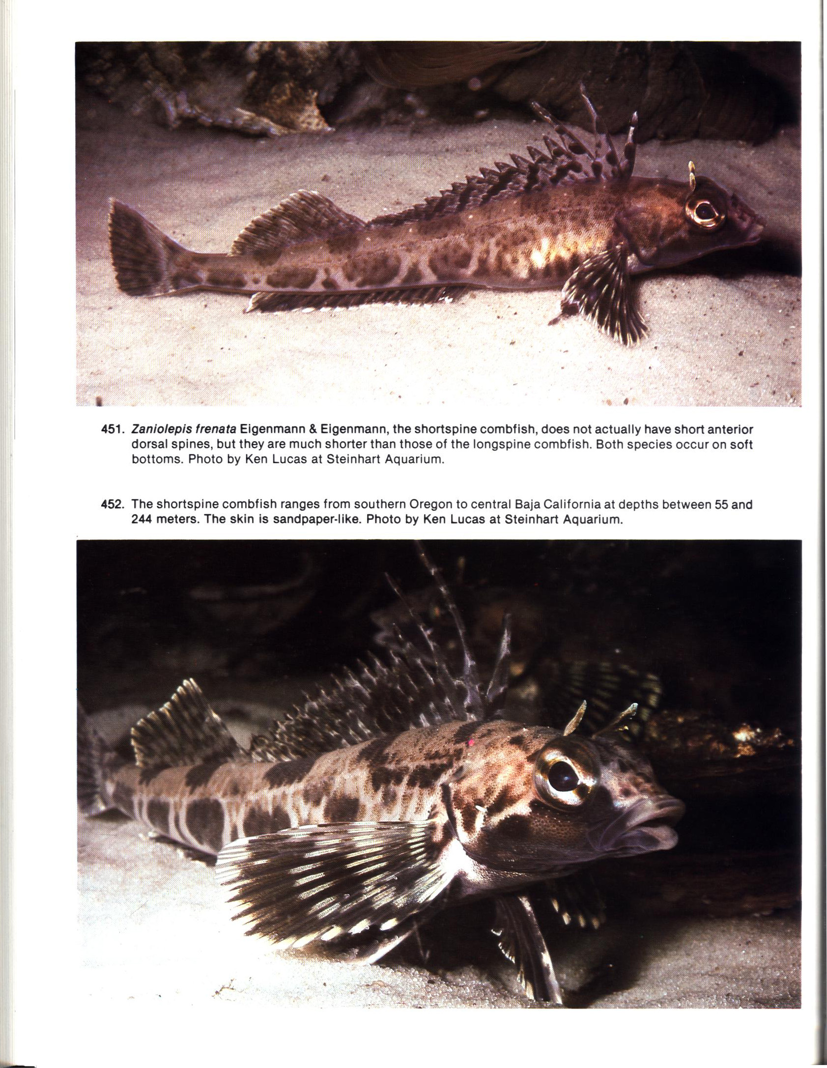FISHES OF CALIFORNIA AND WESTERN MEXICO: Pacific marine fishes, Book 8 (California & Western Mexico). tfhp6102e